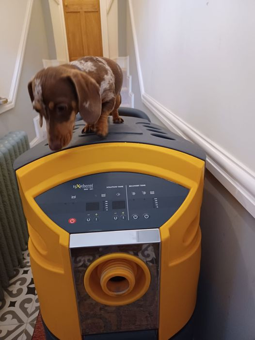 Spotless Carpet Cleaning